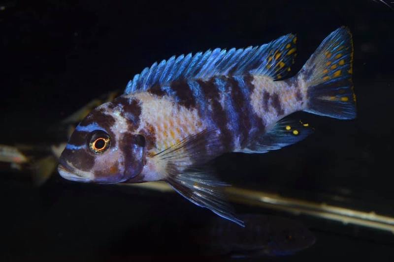 Maylandia zebra 'Masinje'